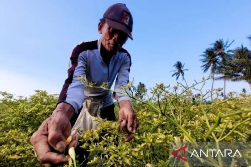 Harga Cabai Rawit Merah Situbondo Turun Drastis, Petani Masih Untung