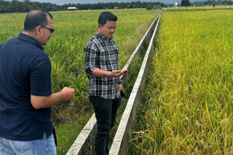 Bulog Riau Kepri Siap Serap Gabah dan Beras Petani Sesuai HPP Baru