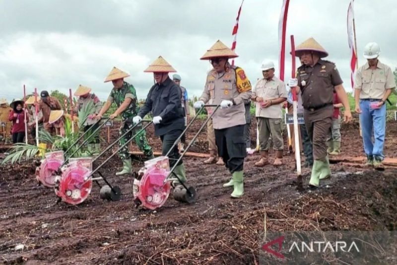 Kotim Optimistis Capai Target Tanam Jagung 23.217 Hektare