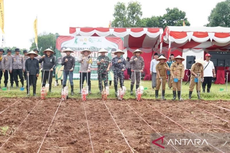 Bangkalan Tanam Jagung Serentak, Dukung Swasembada Pangan Nasional