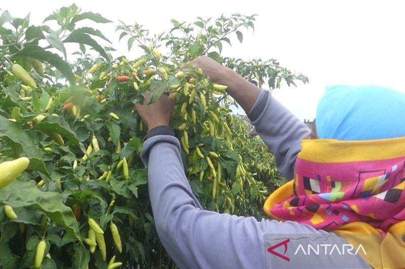 Temanggung Tambah 1.500 Hektare Lahan Cabai, Antisipasi Lonjakan Harga