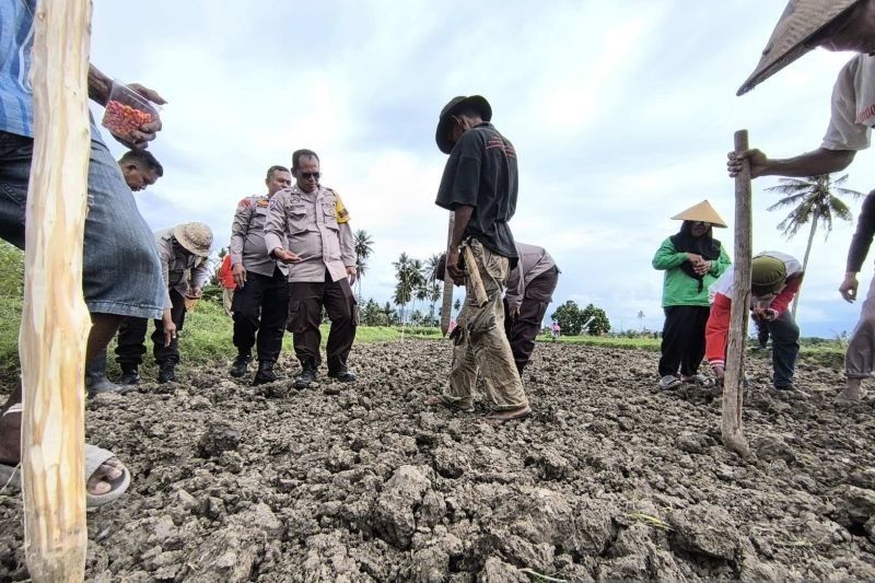 Polresta Palu Sukses Tanam Jagung, Dukung Swasembada Pangan Nasional