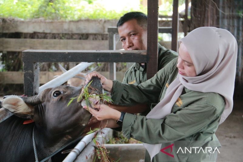 Sumatera Barat Siapkan 54 Ribu Dosis Vaksin Antisipasi PMK