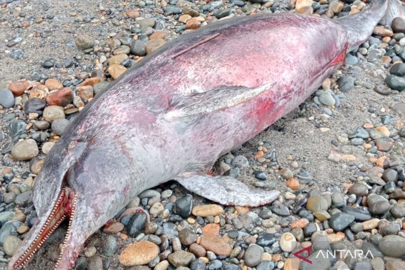 Lumba-lumba Terdampar di Pantai Mukomuko, Bengkulu