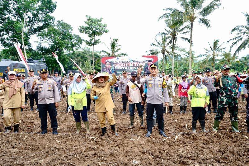 Banyuwangi Siap Tanam Jagung 650 Ha, Dukung Swasembada Pangan Nasional