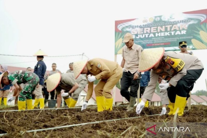 Solok Selatan Tanam Sejuta Hektare Jagung: Dorong Ketahanan Pangan Nasional