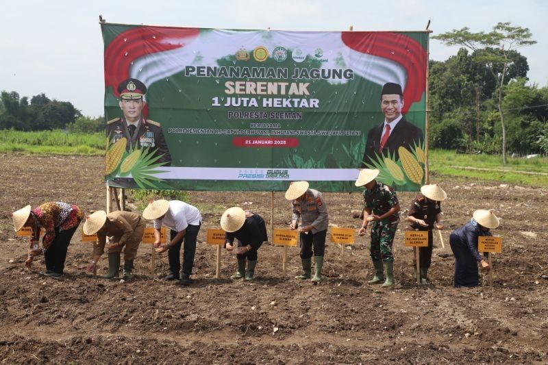 Forkopimda Sleman Tanam Jagung: Dukung Swasembada Pangan Nasional