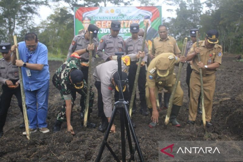 Polres dan Pemkab Jayawijaya Tanam Jagung 2 Hektare untuk Ketahanan Pangan