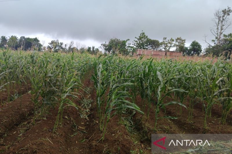 Polresta Bengkulu Panen 4,5 Ton Jagung, Dukung Ketahanan Pangan Nasional