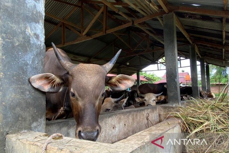 Bengkulu Usul 61.757 Dosis Vaksin Cegah PMK