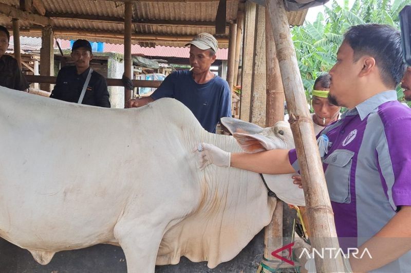 Banyumas Antisipasi PMK: Vaksinasi Ternak Dimulai, Stok Terbatas