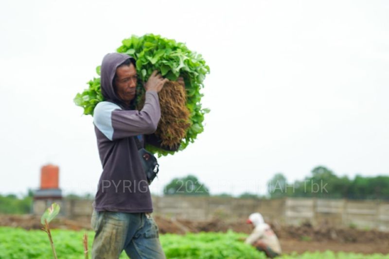 PT Timah Sulap Lahan Bekas Tambang Jadi Area Pertanian di Bangka Barat