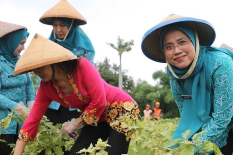 Jakbar Siapkan 72 Titik Tanam Serentak DKI 2025: Dorong Ketahanan Pangan