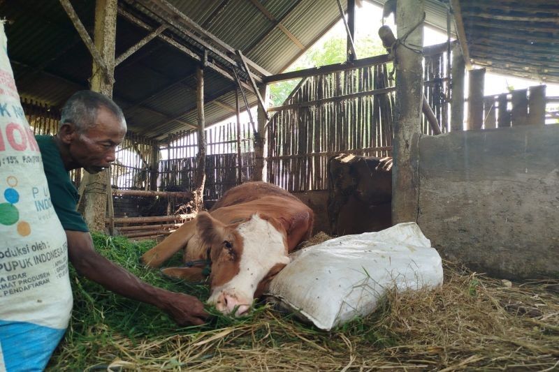 Ponorogo Prioritaskan Vaksinasi PMK di Zona Hijau