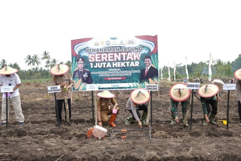 Forkopimda Lumajang Tanam Jagung, Dukung Swasembada Pangan Nasional