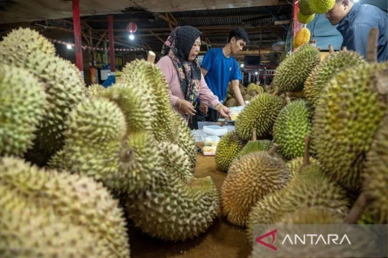 Panen Raya Durian Sigi Maret 2025: Harga Menjanjikan!