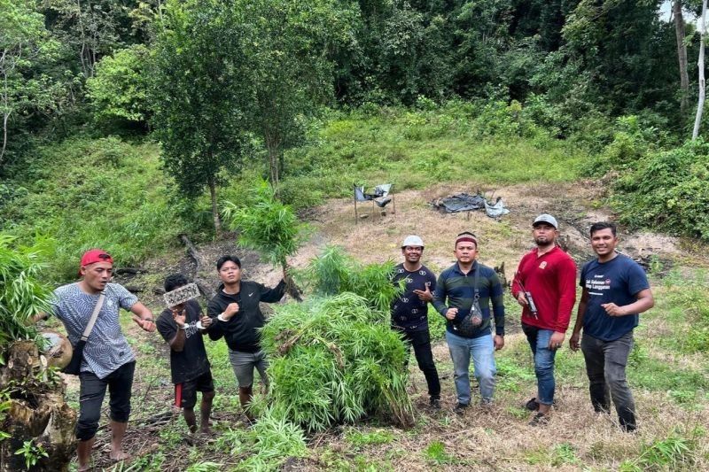 Polisi Aceh Bongkar Ladang Ganja 1 Hektare, Satu Tersangka Ditangkap