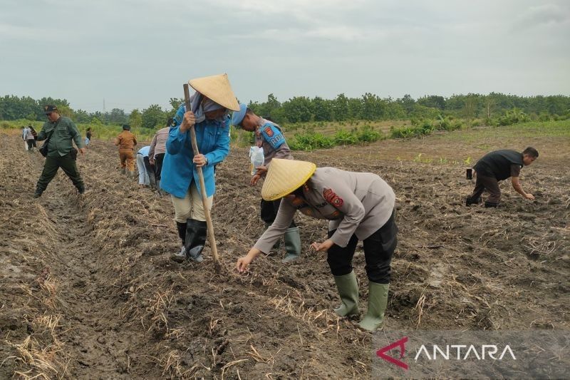 Polresta Cirebon Sulap Lahan Tidur Jadi Ladang Pangan: 302,5 Hektare untuk Ketahanan Pangan Nasional