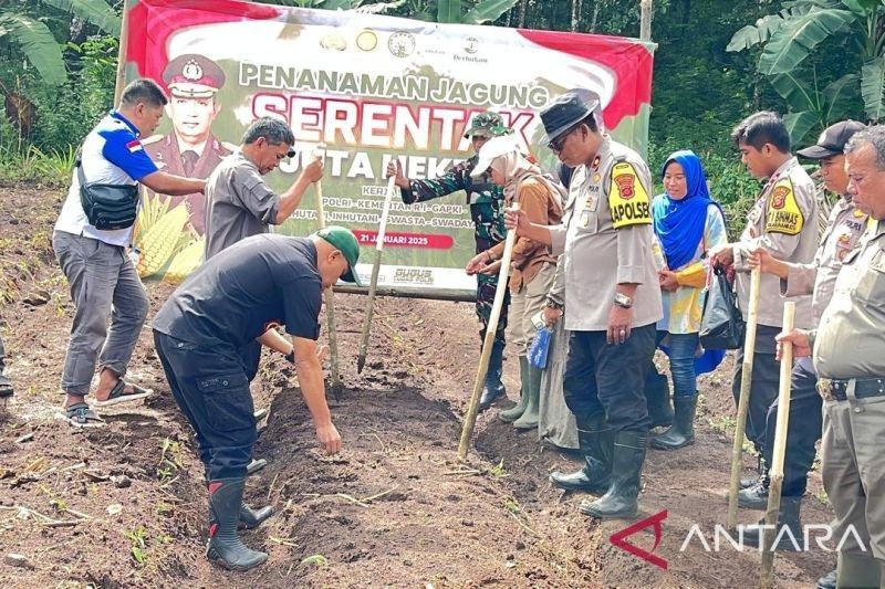 Forkopimcam Palabuhanratu Tanam Jagung, Dukung Ketahanan Pangan Nasional