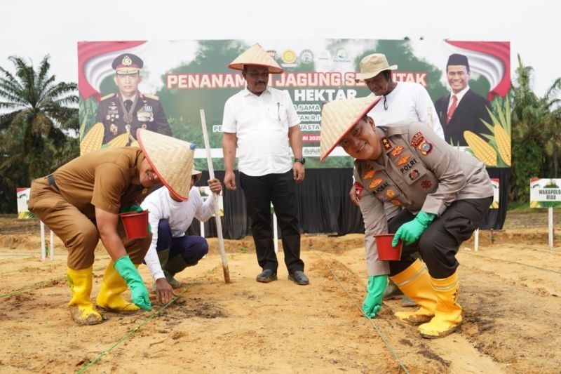 Polda Riau Tanam Jagung 259 Hektare, Dukung Ketahanan Pangan Nasional