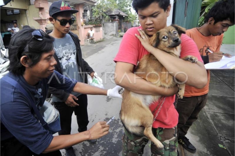 Perbedaan Rabies pada Kucing dan Anjing: Penjelasan Dinas Peternakan Sumbar