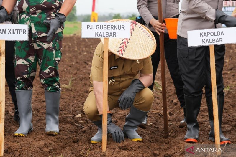 Kalbar Targetkan Tanam Jagung 9.121 Hektare, Dorong Ketahanan Pangan Nasional