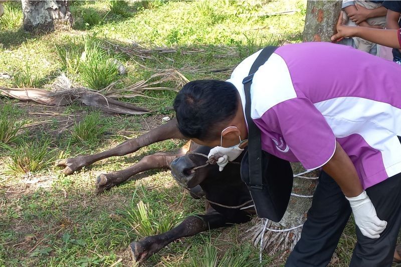 BKSDA Sumbar Lepas Liarkan Dua Kukang di Cagar Alam Maninjau