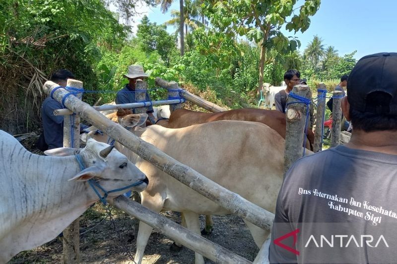 Donggala Imbau Vaksinasi PMK, 95 Kasus Terdeteksi di 2024