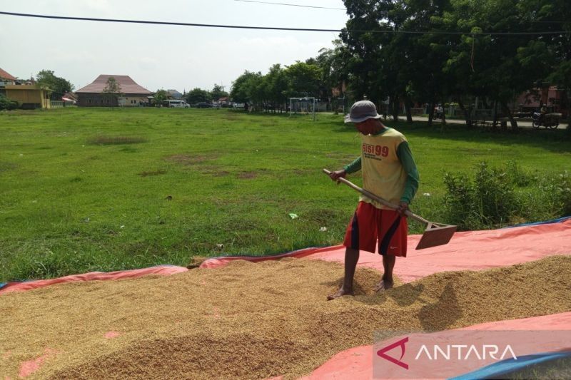 Benih Padi Cirebon Aman Meski Terdampak Banjir, Petani Diminta Adaptasi