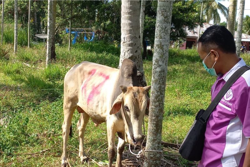 10 Sapi di Pasaman Terjangkit PMK, Vaksinasi Ditingkatkan