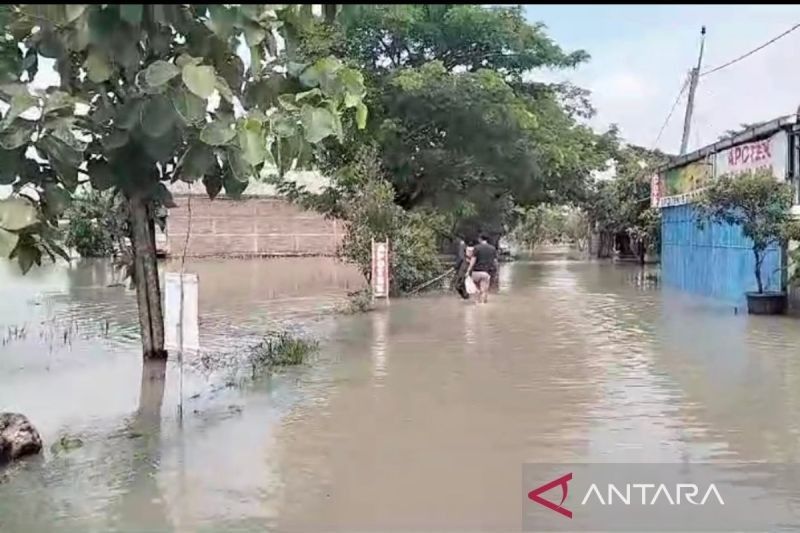 Banjir Sragen Rendam Ratusan Hektare Sawah, Petani Waswas Gagal Panen