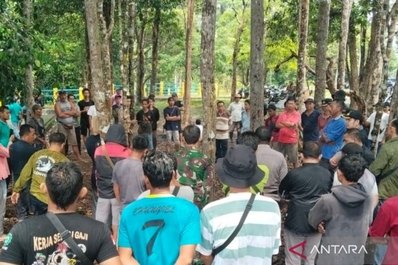 Harimau Keluar Hutan di Mukomuko: Kehabisan Mangsa Akibat ASF?