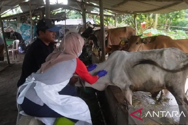 109 Sapi di Bangka Belitung Terjangkit PMK, Dilakukan Isolasi