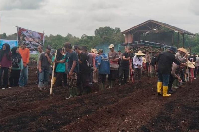 PT Timah dan Polsek Kundur Sukses Tanam Jagung, Dukung Ketahanan Pangan Nasional