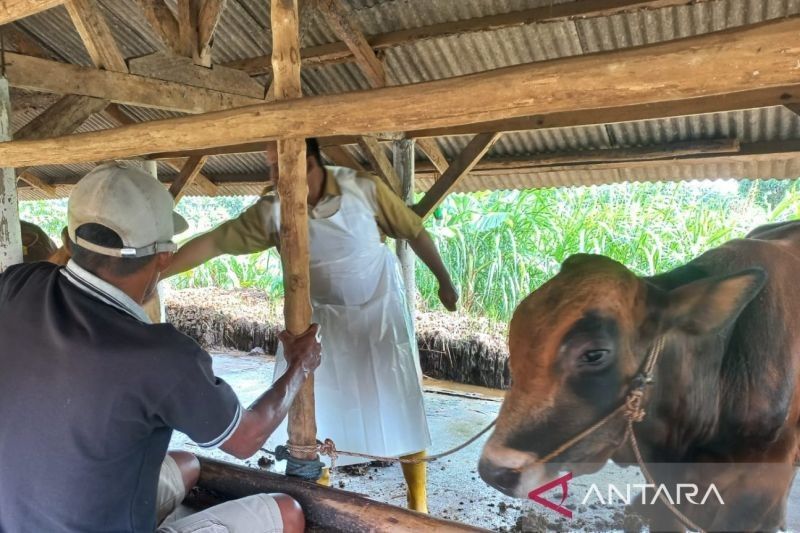 Kabupaten Cirebon Gencarkan Vaksinasi PMK, 20 Sapi Sembuh