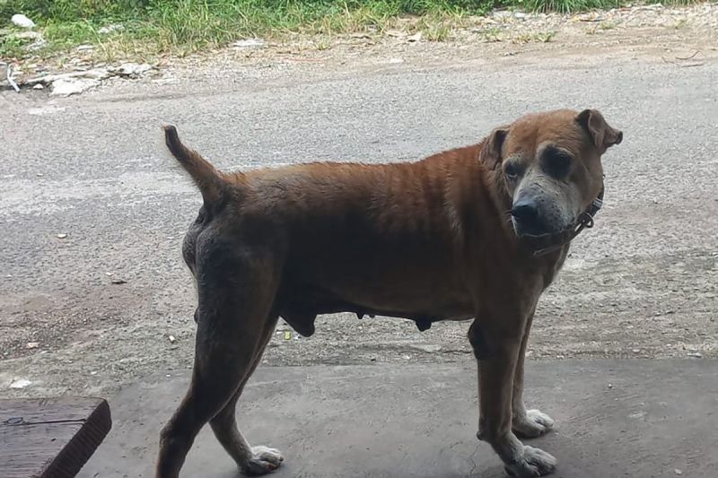 Porbi Sumbar Didesak Vaksinasi Anjing Cegah Rabies