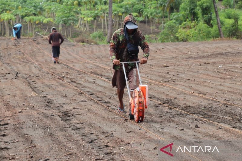 DKPP Bantul Dampingi Penanaman Jagung 1.319 Hektare, Program Swasembada Pangan Nasional