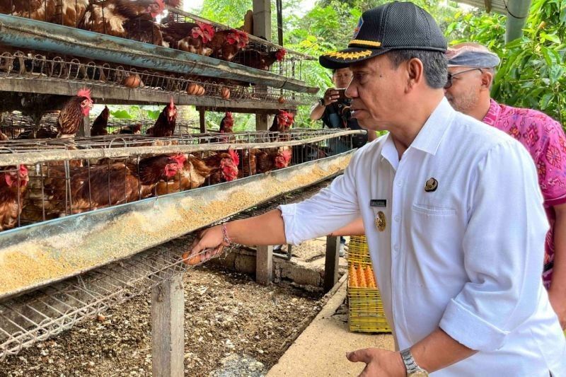 Bupati Buleleng Dukung Peternak Lokal, Pasok Telur untuk Program Makan Bergizi Gratis