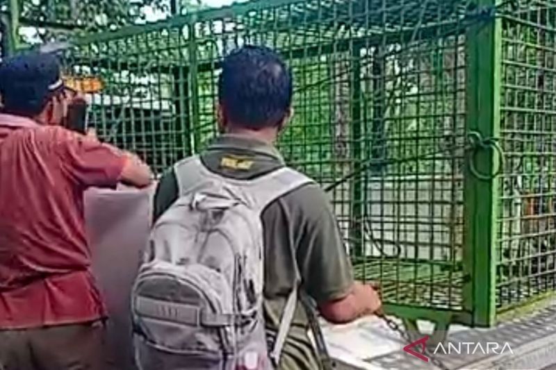 Siaga Konflik Harimau di Mukomuko: BKSDA Patroli dan Pasang Perangkap