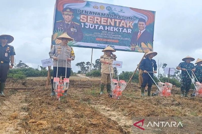 Gunung Mas Targetkan Tanam 31 Ribu Hektare Jagung untuk Ketahanan Pangan