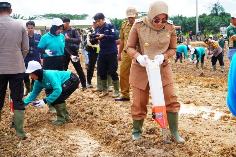 Berau Ubah Lahan Sawit Jadi Kebun Jagung: Dorong Ketahanan Pangan Nasional