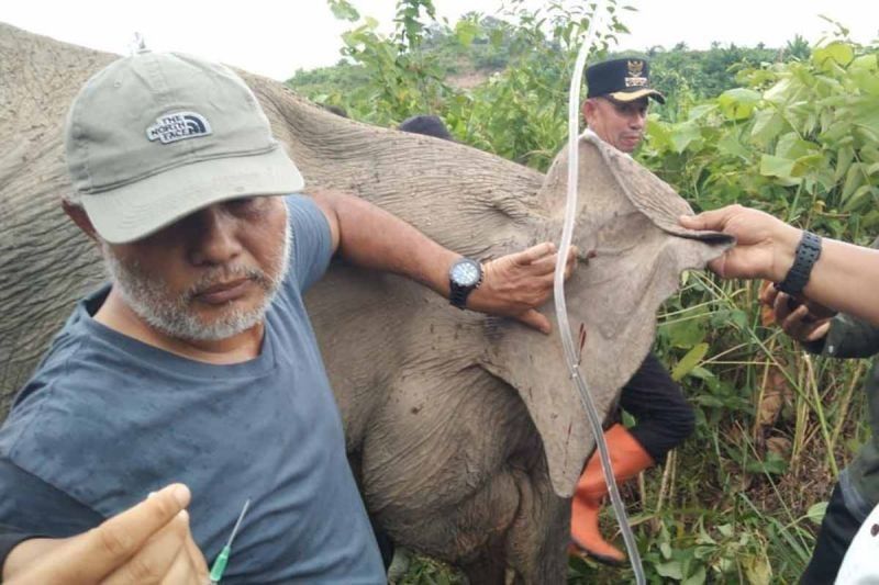 Gajah Sumatra Sakit di Aceh Timur, BKSDA Turun Tangan