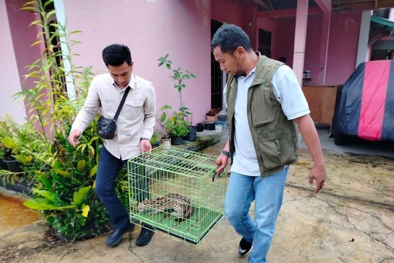 Warga Agam Serahkan Kucing Hutan Dilindungi ke BKSDA Sumbar