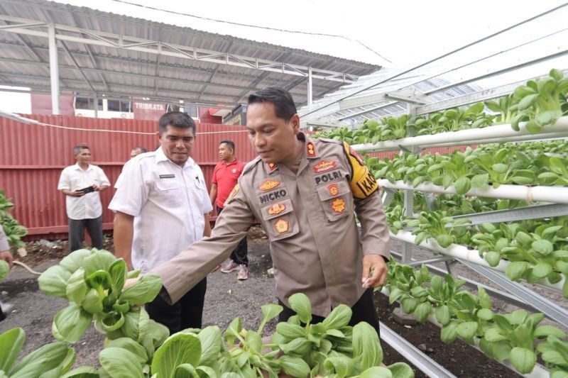 Polres Ternate Sukses Panen Hidroponik, Dorong Ketahanan Pangan Nasional