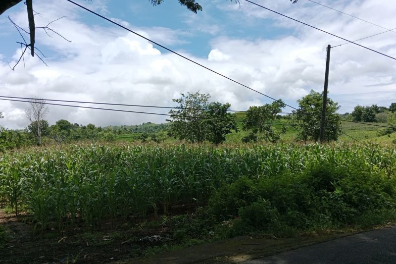 Lombok Tengah Targetkan Luas Tanam Jagung 22.618 Hektare di 2025