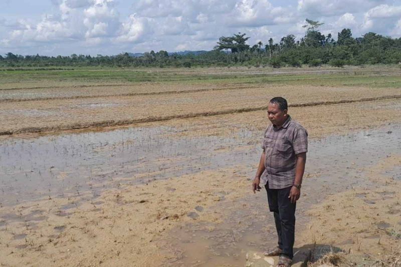 77 Hektare Padi di Aceh Timur Terancam Gagal Panen Akibat Banjir