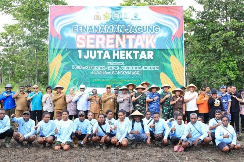 Polda Papua Tanam Jagung 22,5 Hektar, Dukung Ketahanan Pangan