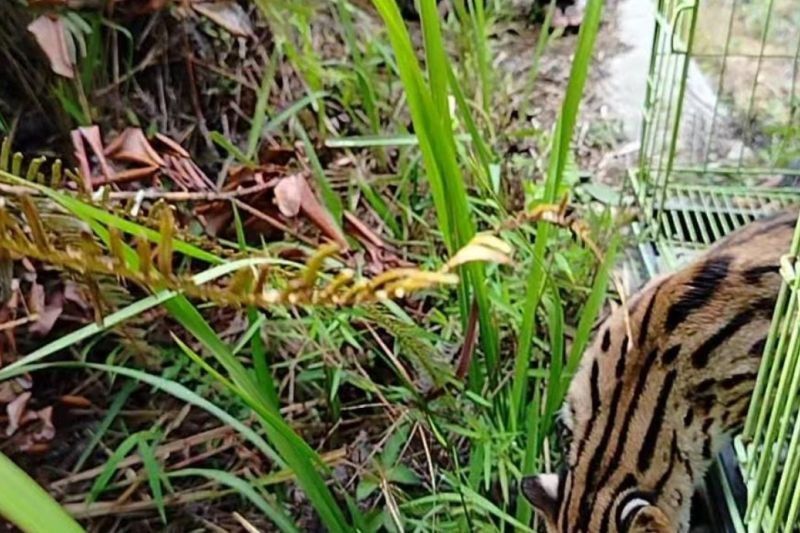 Kucing Hutan Dilepasliarkan BKSDA Sumbar di Cagar Alam Maninjau