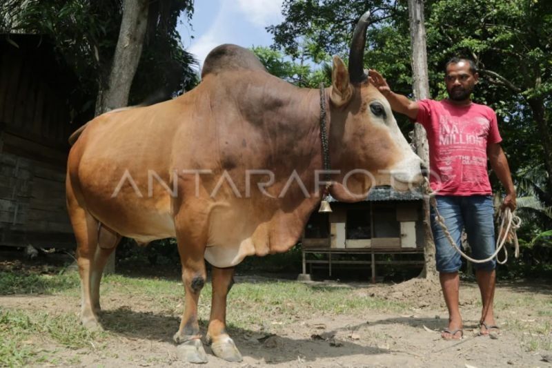 Pemprov Aceh Kembangkan Plasma Nutfah Sapi Aceh di Pulo Aceh