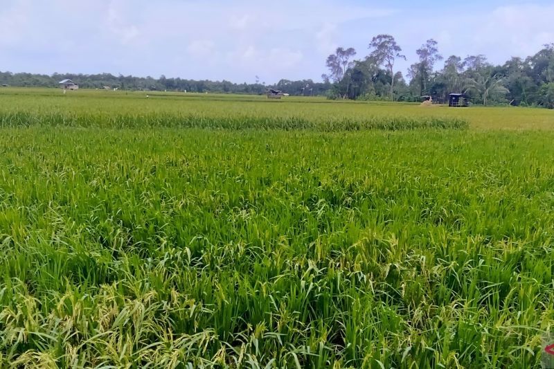 Pemkab Bangka Daftarkan Padi Gogo Lokal ke Kementan